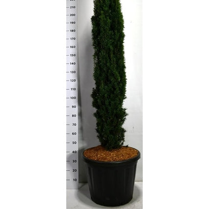 Idegran – Taxus baccata 'Fastigiata Robusta' - C80 140-160 cm.
